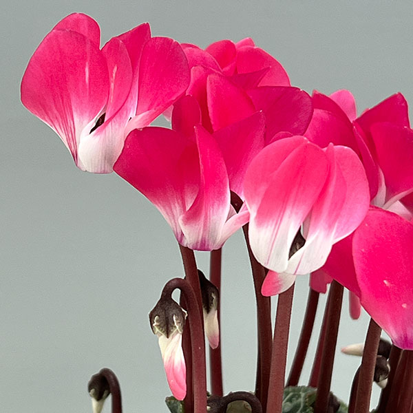 シクラメン:インディアカ ピンク3号ポット(北海道産充実株)