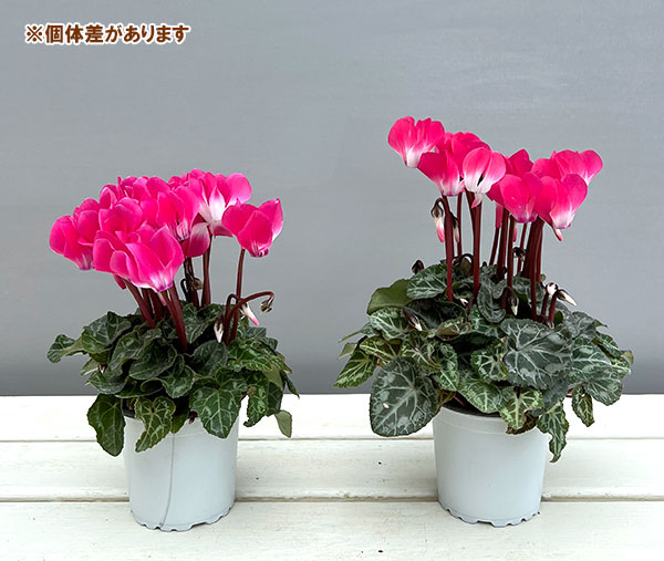 シクラメン:インディアカ ピンク3号ポット(北海道産充実株)