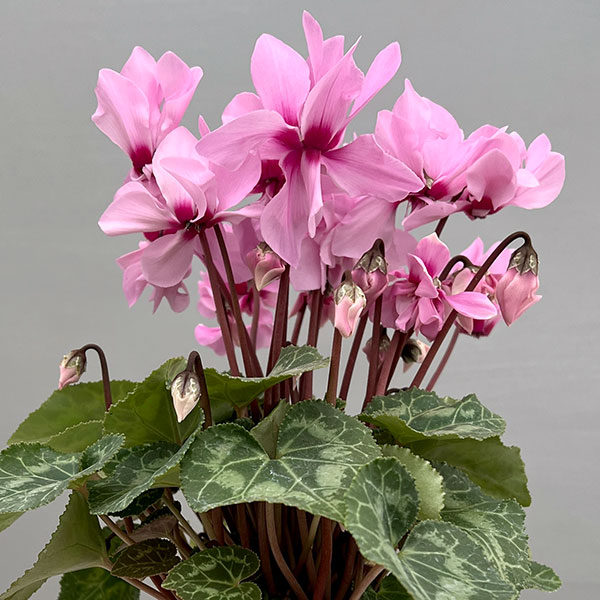 シクラメン:プティムーラン ピンク3号ポット(北海道産充実株)