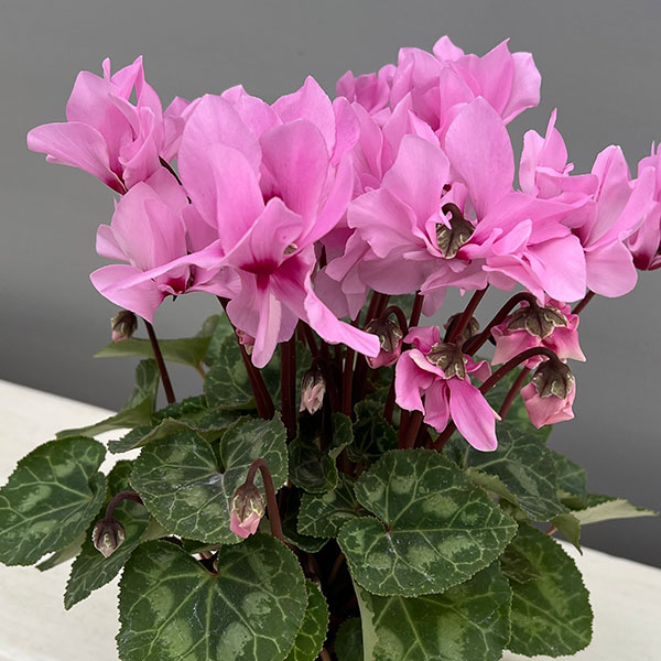 シクラメン:プティムーラン ピンク3号ポット(北海道産充実株)