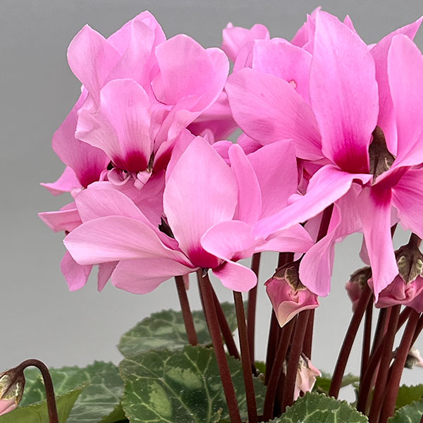 シクラメン:プティムーラン ピンク3号ポット(北海道産充実株)