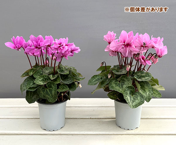 シクラメン:プティムーラン ピンク3号ポット(北海道産充実株)