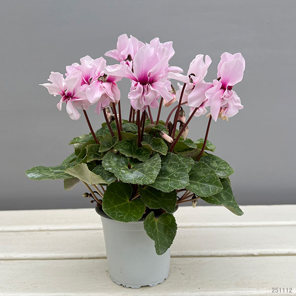 シクラメン:プティムーラン ライトピンク3号ポット(北海道産充実株)