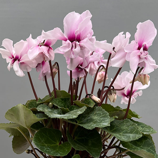 シクラメン:プティムーラン ライトピンク3号ポット(北海道産充実株)