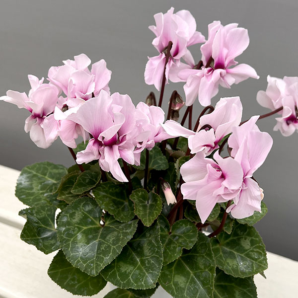 シクラメン:プティムーラン ライトピンク3号ポット(北海道産充実株)