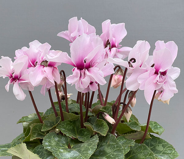 シクラメン:プティムーラン ライトピンク3号ポット(北海道産充実株)