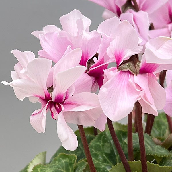 シクラメン:プティムーラン ライトピンク3号ポット(北海道産充実株)