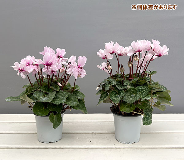 シクラメン:プティムーラン ライトピンク3号ポット(北海道産充実株)