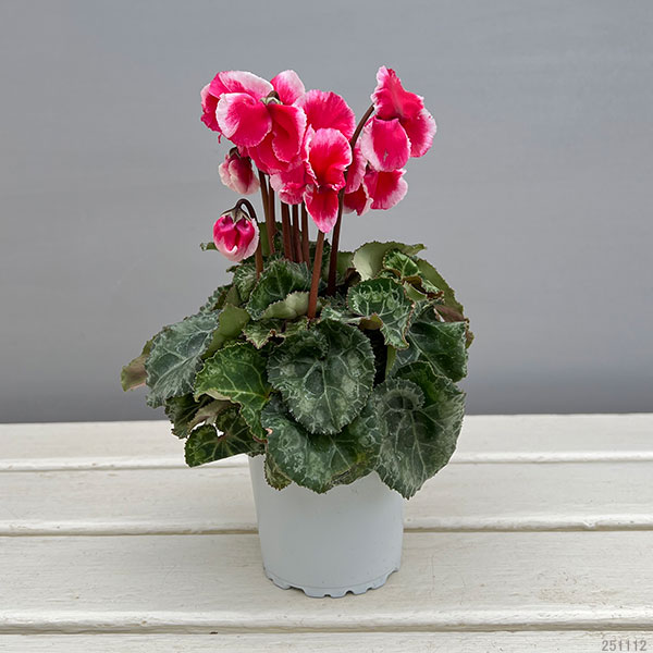 シクラメン:アバニコ(レッド)3号ポット(北海道産充実株)