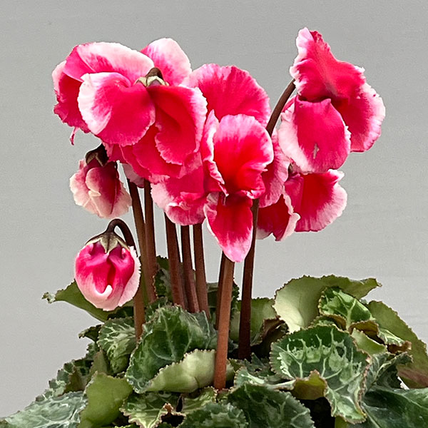 シクラメン:アバニコ(レッド)3号ポット(北海道産充実株)