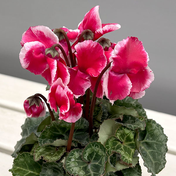 シクラメン:アバニコ(レッド)3号ポット(北海道産充実株)