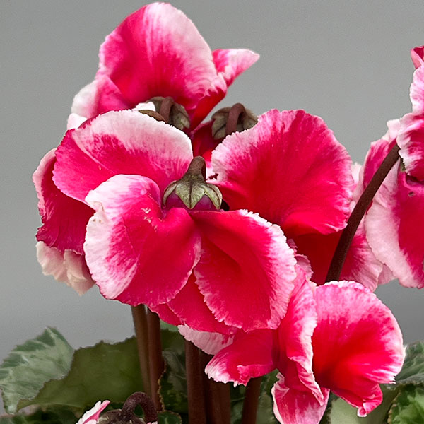 シクラメン:アバニコ(レッド)3号ポット(北海道産充実株)