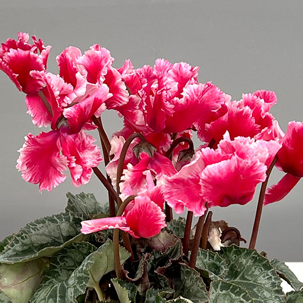 シクラメン:アバニコ(レッド)3号ポット(北海道産充実株)