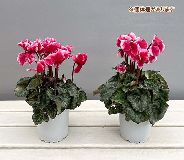 シクラメン:アバニコ(レッド)3号ポット(北海道産充実株)