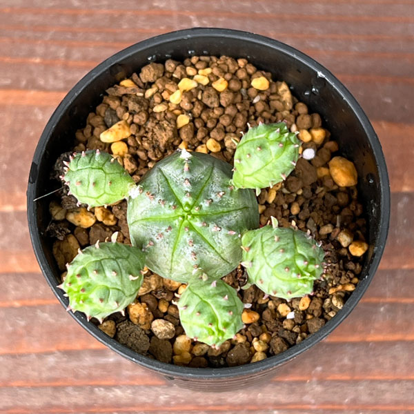 ユーフォルビア:オベサ ブロウ 2.5号鉢植え