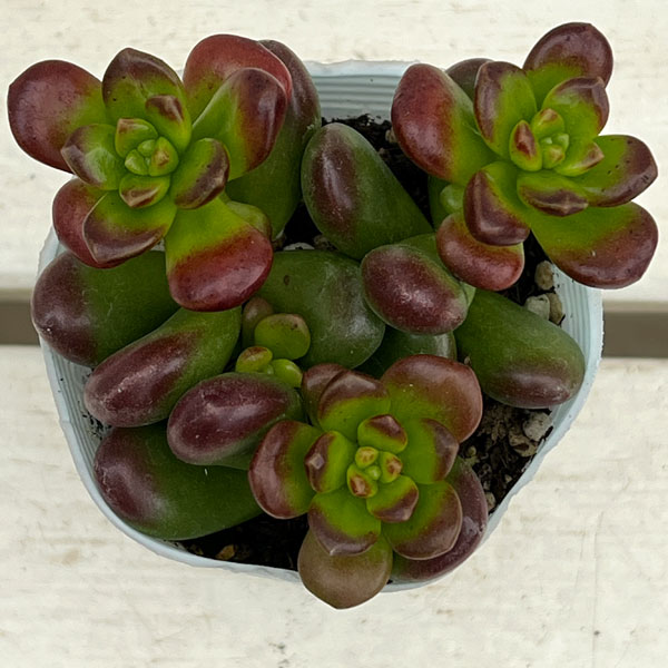 セダム：ルシダム（松の緑　まつのみどり）2.5号ポット