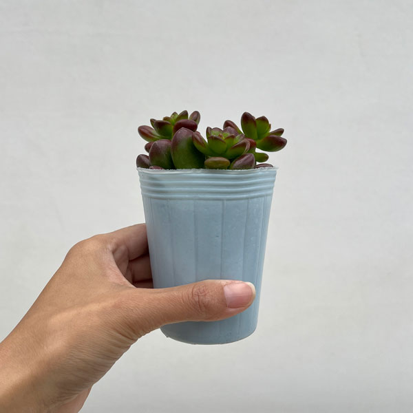 セダム：ルシダム（松の緑　まつのみどり）2.5号ポット