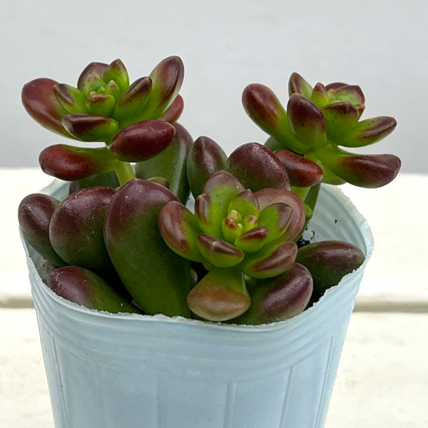 セダム：ルシダム（松の緑　まつのみどり）2.5号ポット