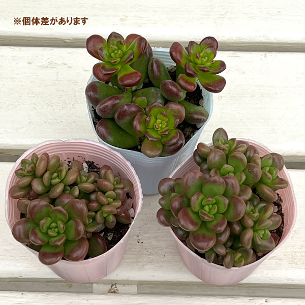 セダム：ルシダム（松の緑　まつのみどり）2.5号ポット