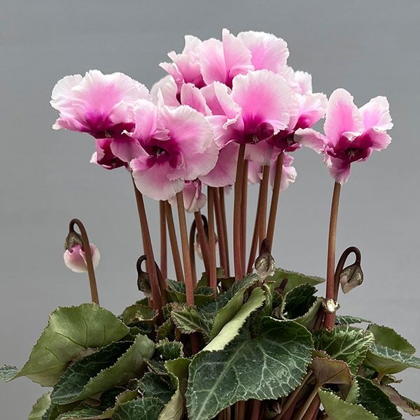 シクラメン:アバニコ(ピンク)3号ポット(北海道産充実株)