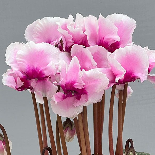 シクラメン:アバニコ(ピンク)3号ポット(北海道産充実株)