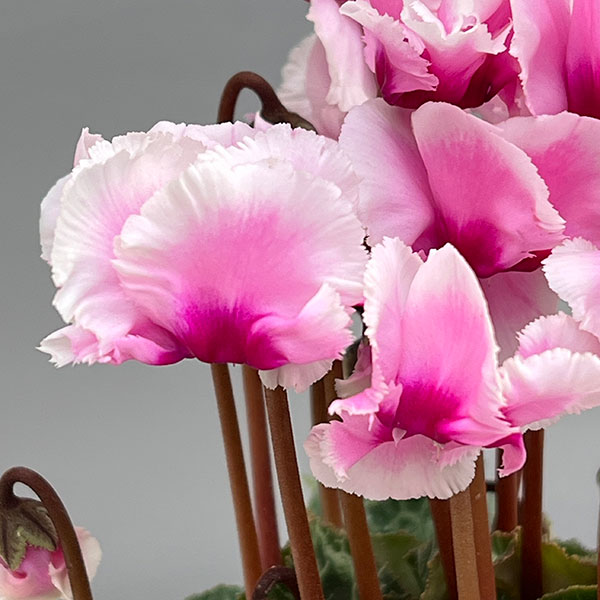 シクラメン:アバニコ(ピンク)3号ポット(北海道産充実株)