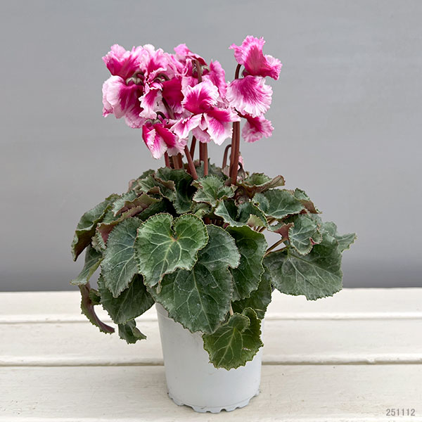 シクラメン:アバニコ(パープル)3号ポット(北海道産充実株)