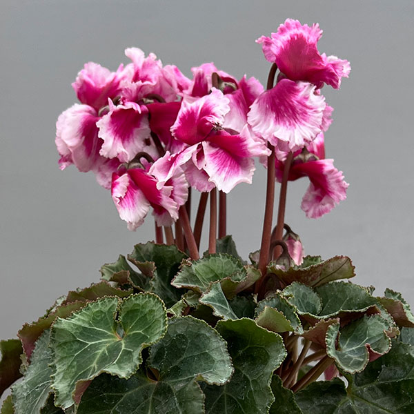 シクラメン:アバニコ(パープル)3号ポット(北海道産充実株)