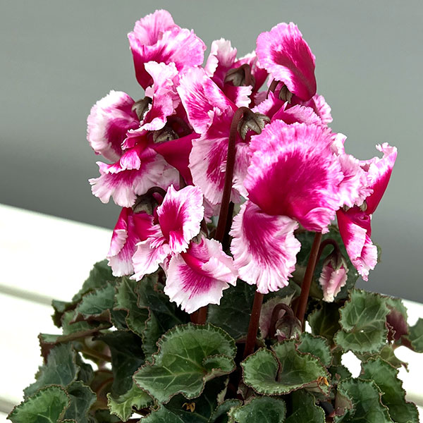 シクラメン:アバニコ(パープル)3号ポット(北海道産充実株)