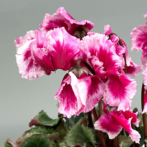 シクラメン:アバニコ(パープル)3号ポット(北海道産充実株)