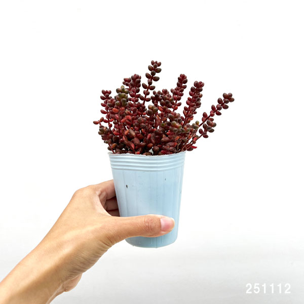 セダム：玉葉（たまば）　2.5号ポット*