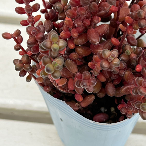 セダム：玉葉（たまば）　2.5号ポット*