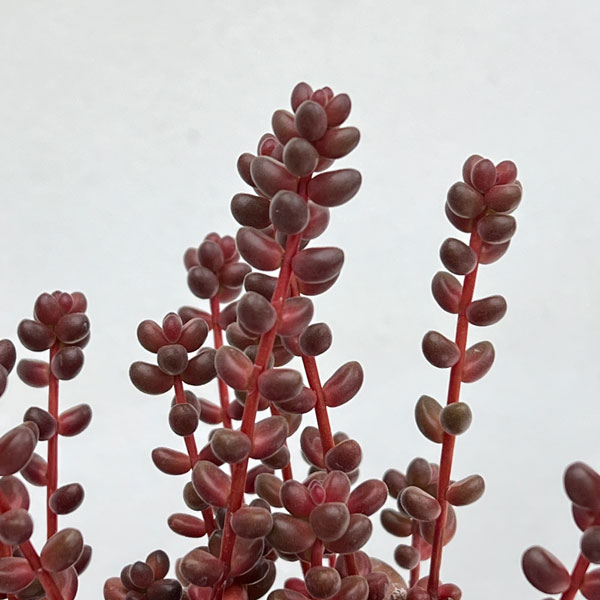 セダム：玉葉（たまば）　2.5号ポット*