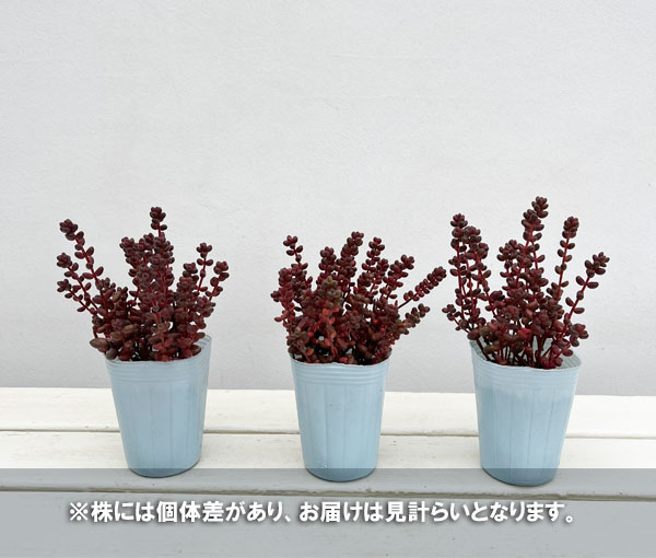 セダム：玉葉（たまば）　2.5号ポット*