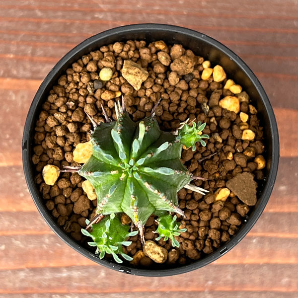 ユーフォルビア:紅ホリダ 2.5号鉢植え