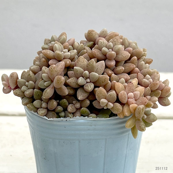 グラプトペタルム:姫秀麗(ヒメシュウレイ)2.5号*