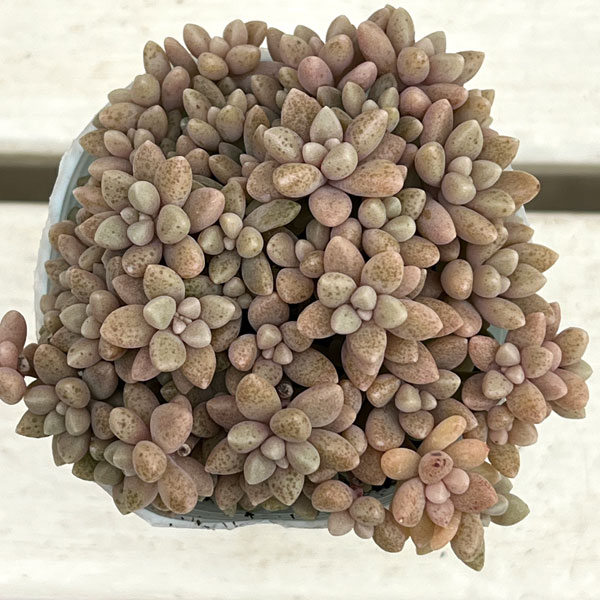 グラプトペタルム:姫秀麗(ヒメシュウレイ)2.5号*