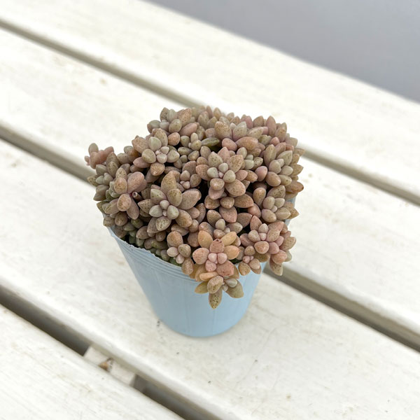 グラプトペタルム:姫秀麗(ヒメシュウレイ)2.5号*