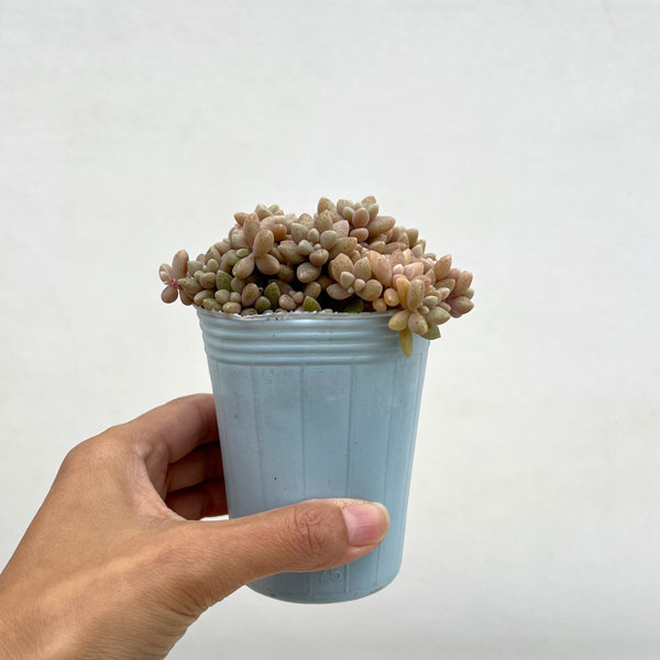 グラプトペタルム:姫秀麗(ヒメシュウレイ)2.5号*