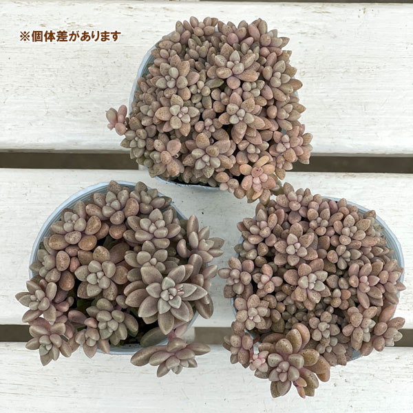 グラプトペタルム:姫秀麗(ヒメシュウレイ)2.5号*