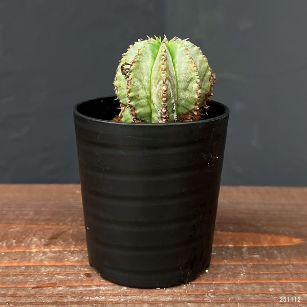 ユーフォルビア:ホリダ×バリダ 2.5号鉢植え