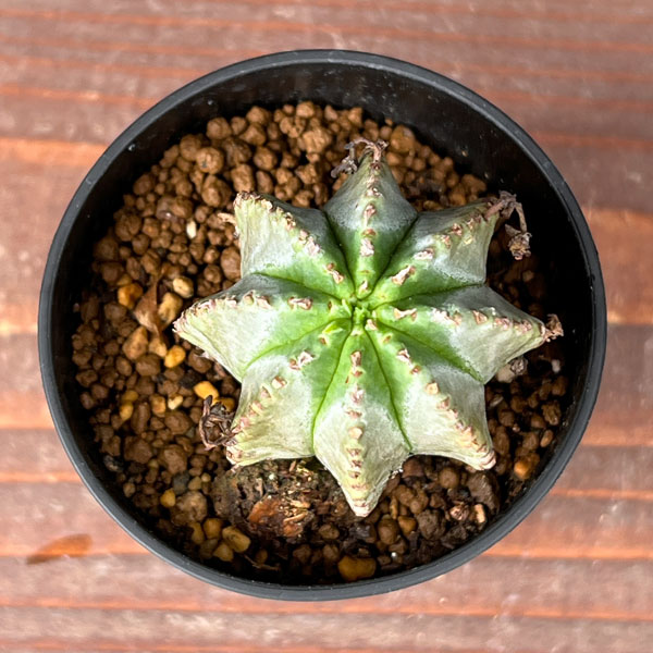 ユーフォルビア:ホリダ×バリダ 2.5号鉢植え