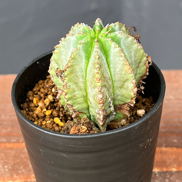 ユーフォルビア:ホリダ×バリダ 2.5号鉢植え