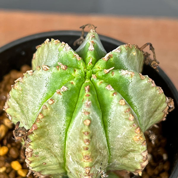 ユーフォルビア:ホリダ×バリダ 2.5号鉢植え