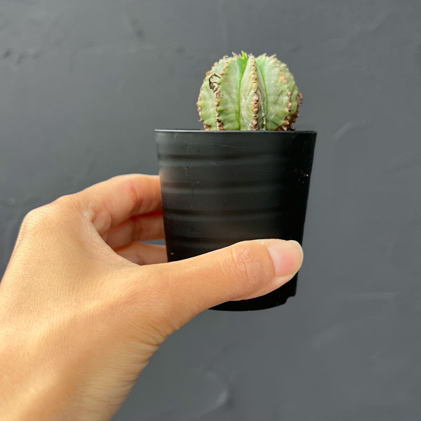 ユーフォルビア:ホリダ×バリダ 2.5号鉢植え