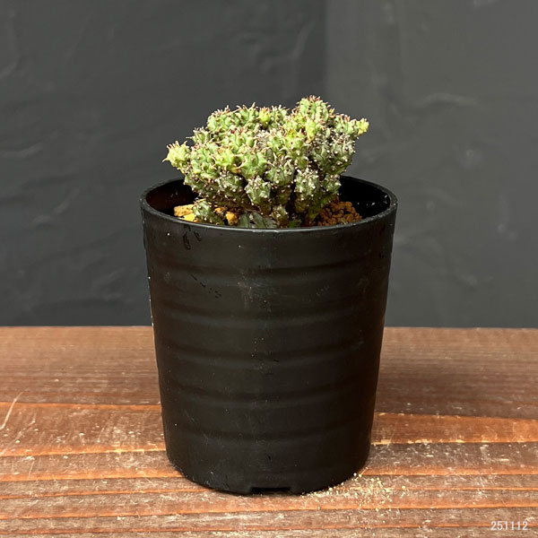 ユーフォルビア：サブマミラリス 2.5号鉢植え