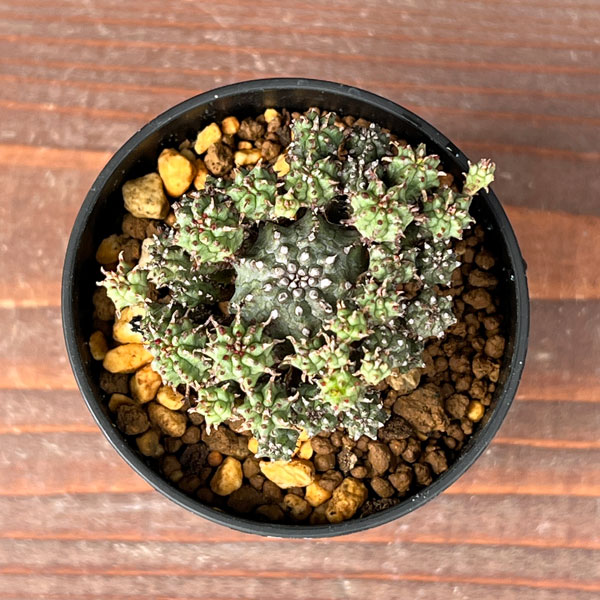 ユーフォルビア：サブマミラリス 2.5号鉢植え