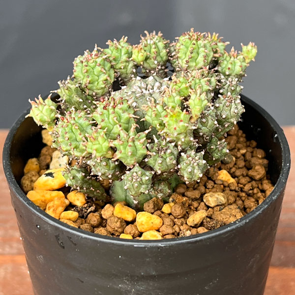 ユーフォルビア：サブマミラリス 2.5号鉢植え