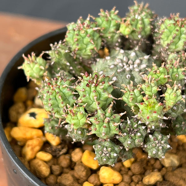 ユーフォルビア：サブマミラリス 2.5号鉢植え