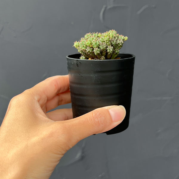 ユーフォルビア：サブマミラリス 2.5号鉢植え